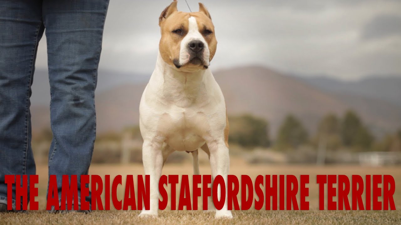 AMERICAN STAFFORDSHIRE TERRIER - THE CIVILIZED PIT BULL