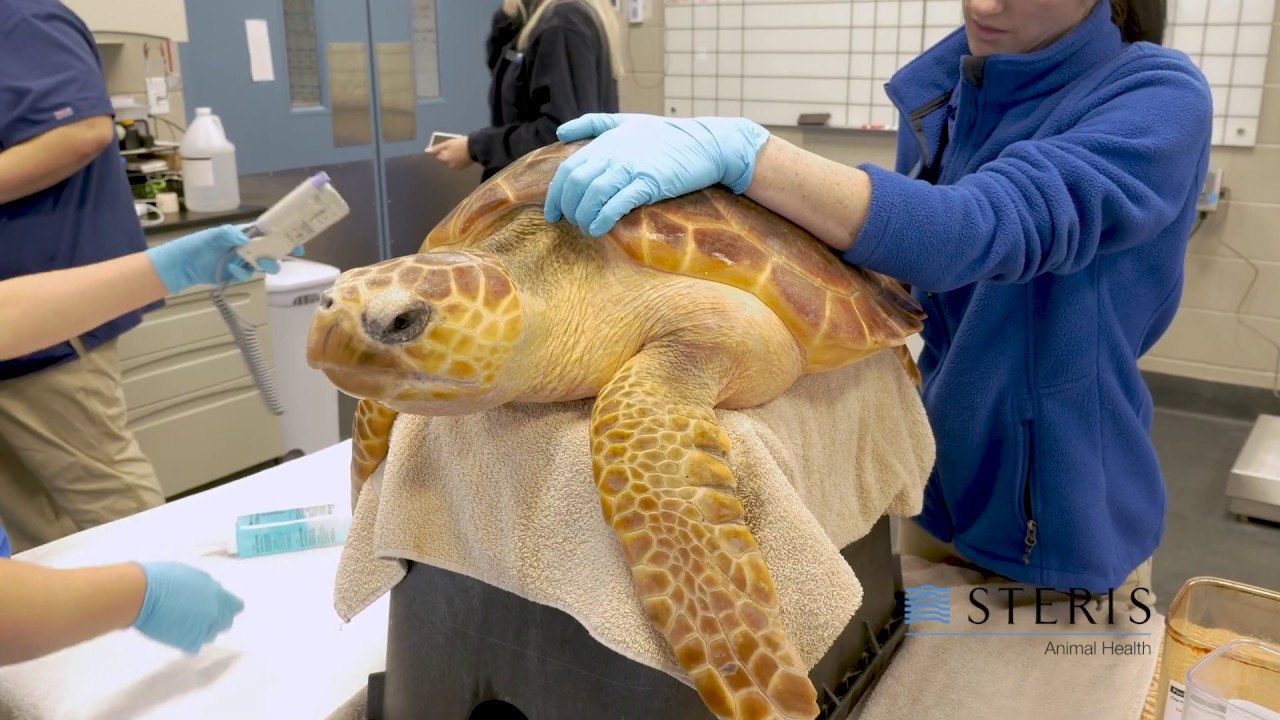 Aquarium Changes the Game with Wireless Endoscopy