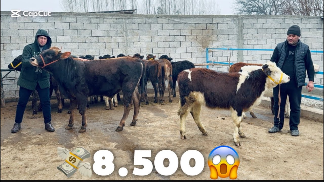 👁️AKA UKALARDAN GIBRIT HUNAJINLAR VA TOZA SHVET BUQALAR KELDI 8.500.DAN BOSHLAP 2026_01_30_yanvar.
