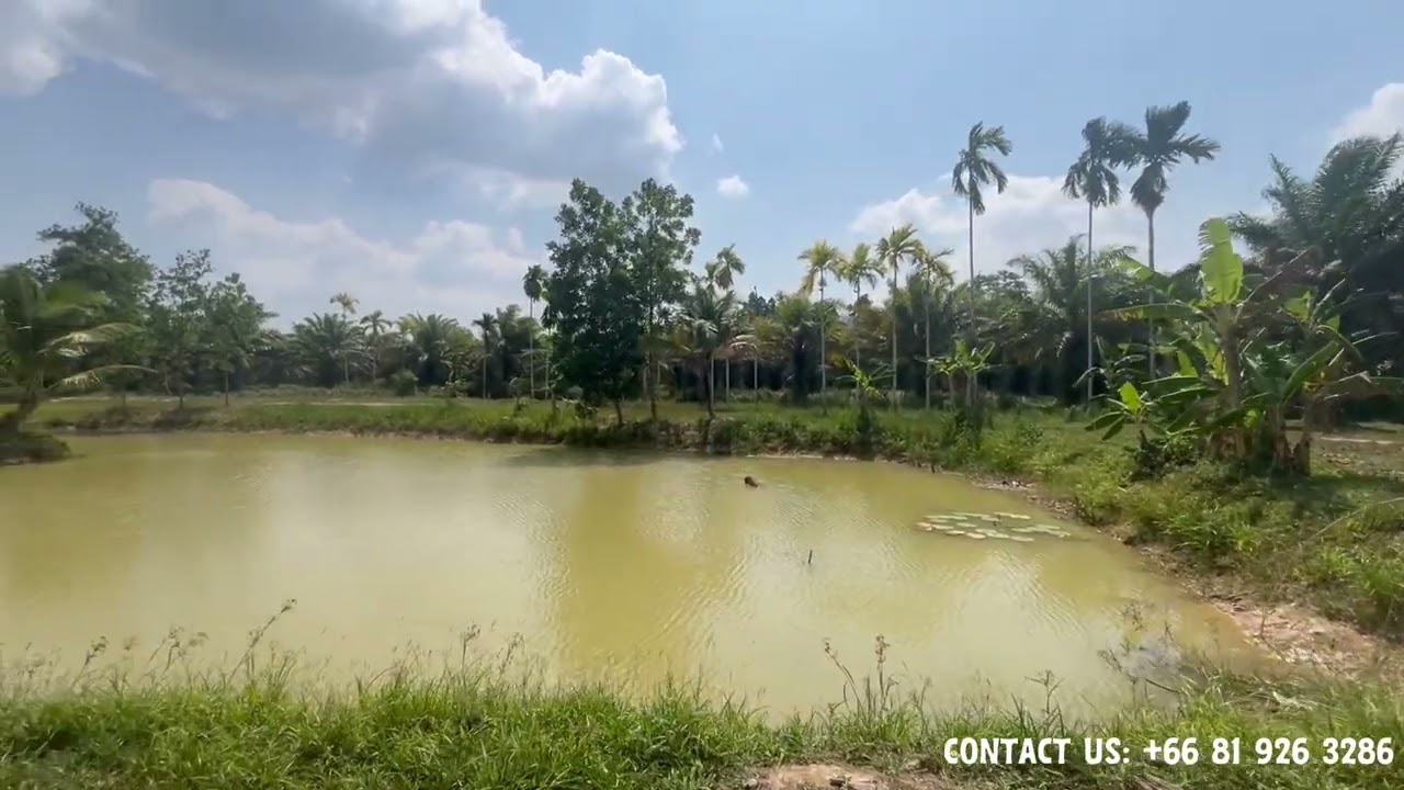 Over 4 Rai Beautiful Flat Land for Sale with Private Pond – Peaceful Natural Setting