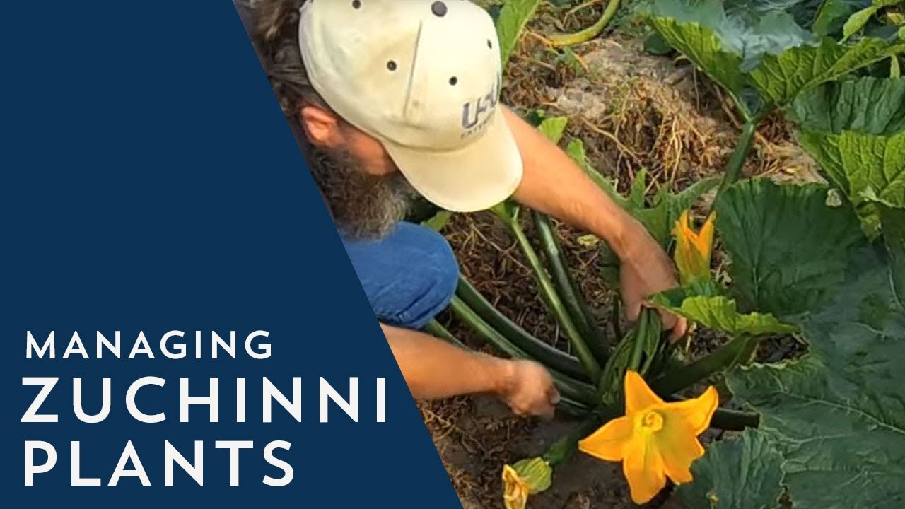 How to Manage Zucchini Plants
