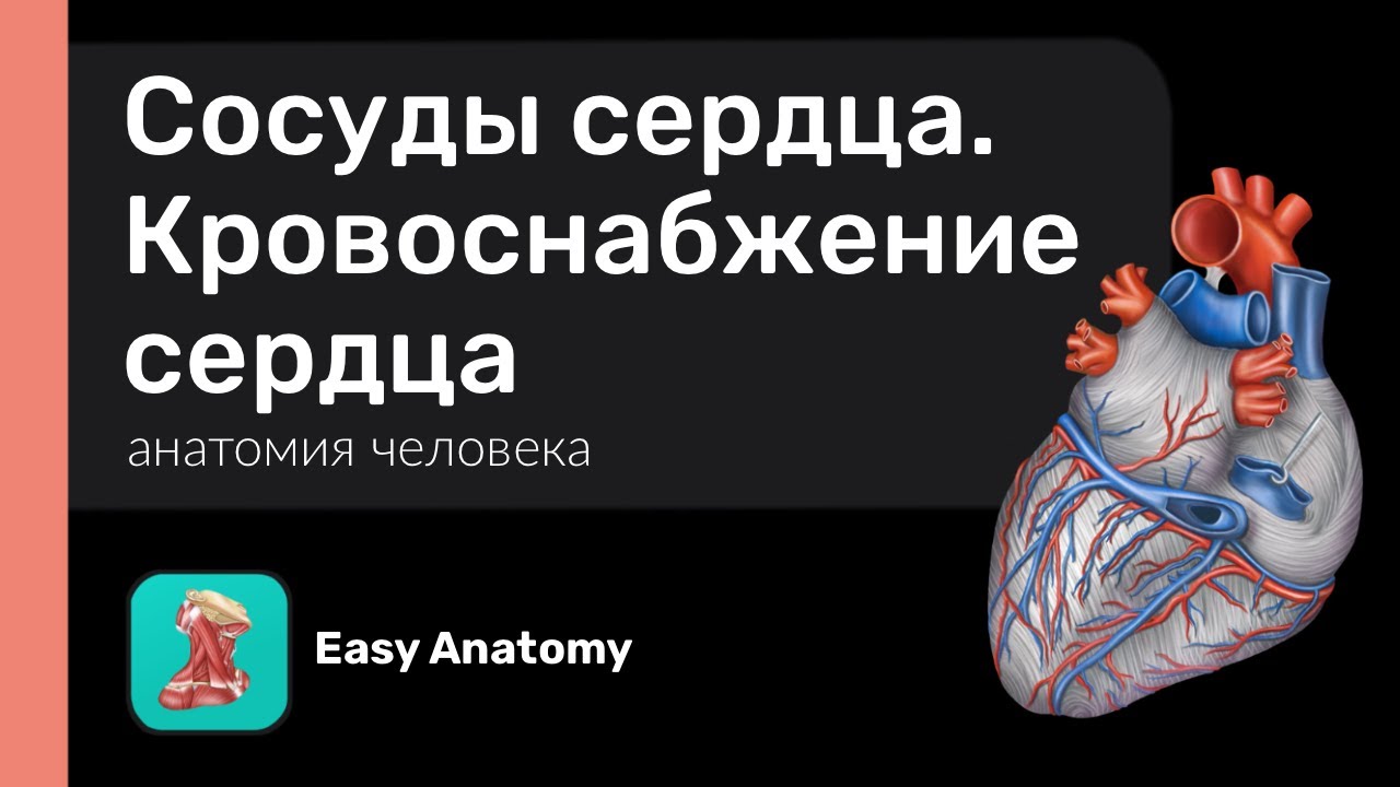 Сосуды сердца | Кровоснабжение сердца