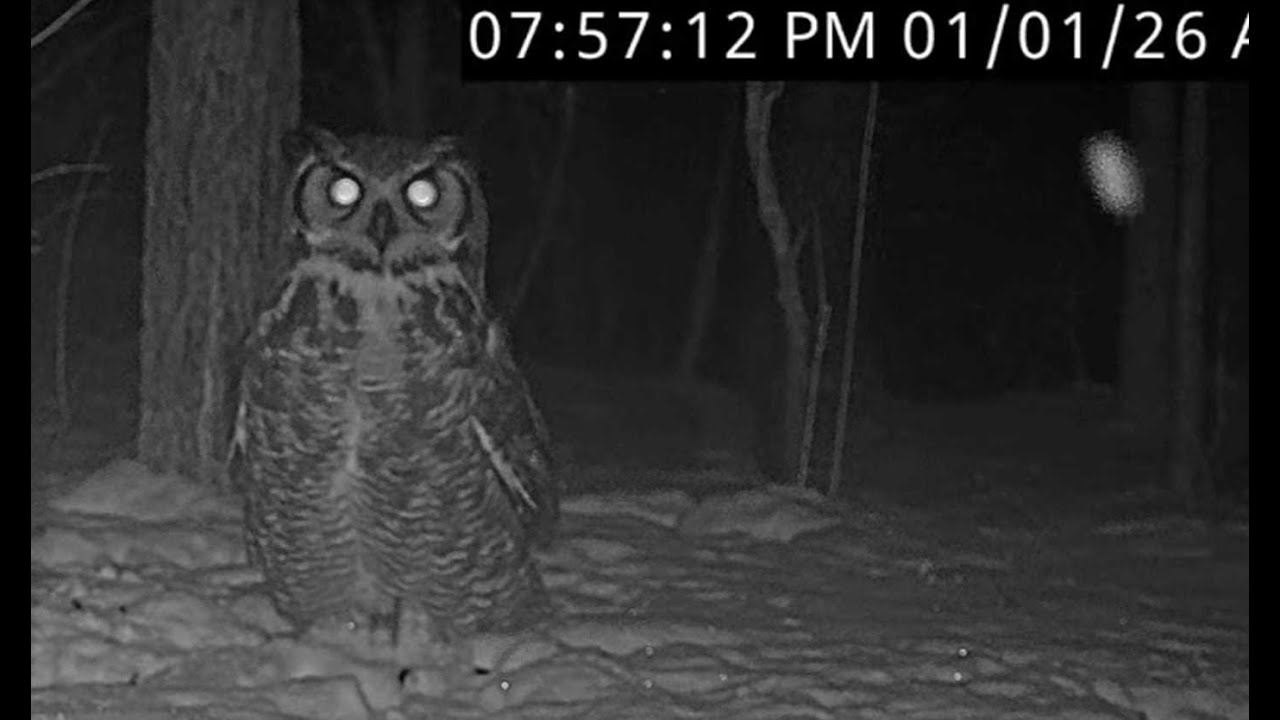 Great Horned Owl at BWHQ