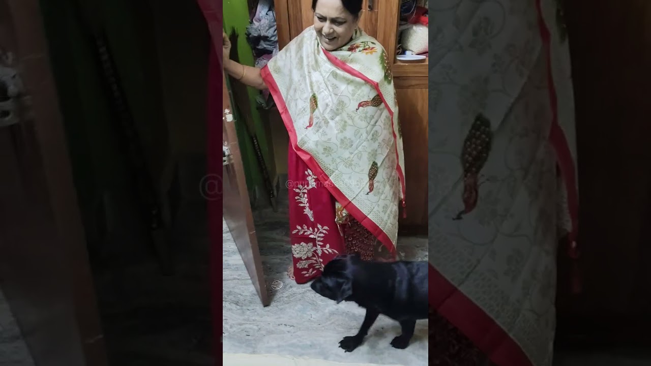 রানী 🦮 ভেবেছে ঠাকুমা বেড়াতে যাচ্ছে। রানী আমাজিং রিয়েকশন টা দেখুন। 😆😃 E.P. 580 #doglife #labrador 