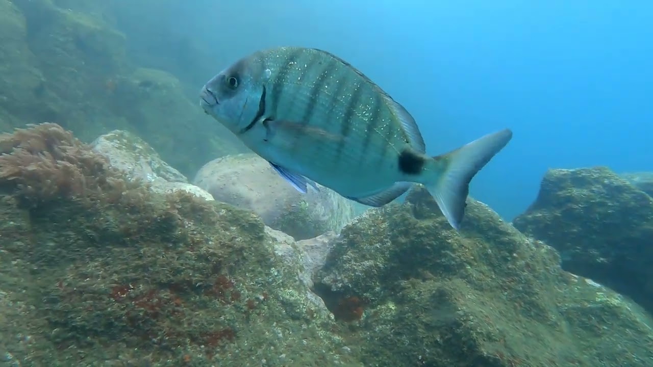 Tauchen am Hausriff vom Madeira Diving Center in Canico im Mai 2022