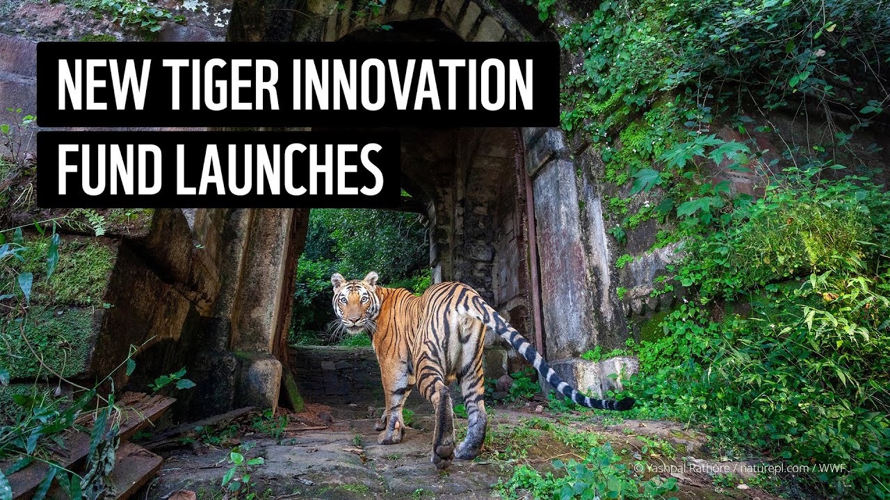 Introducing the Global Tiger Innovation Fund