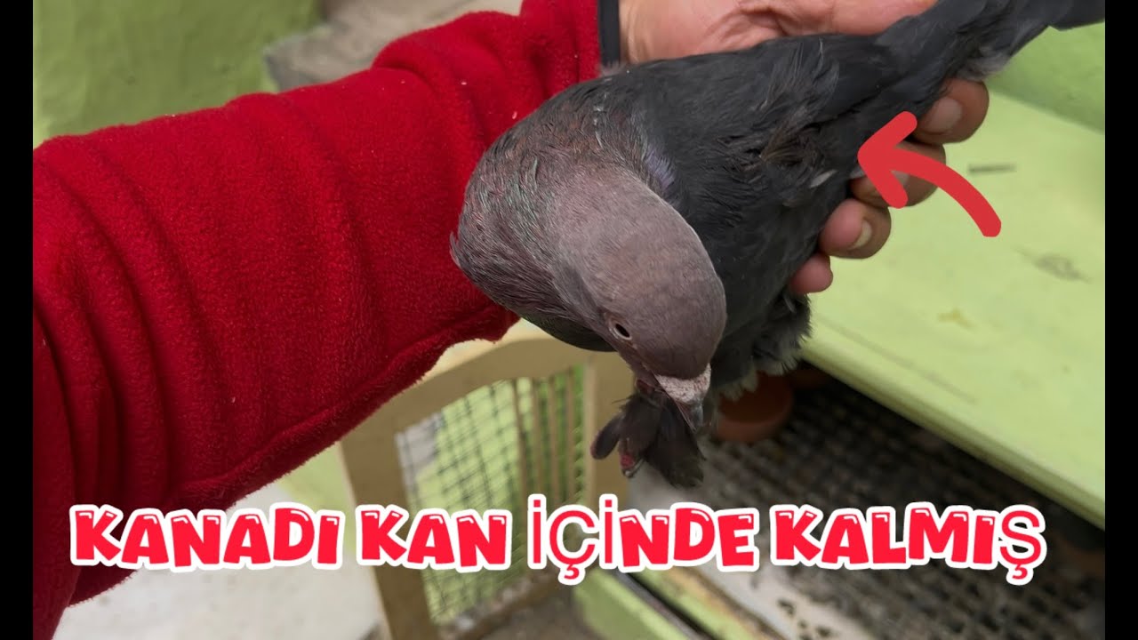 KAÇAK ANTiKA GÜVECİN ( GEÇE KANADI KAN İÇİNDE KALMIŞ )