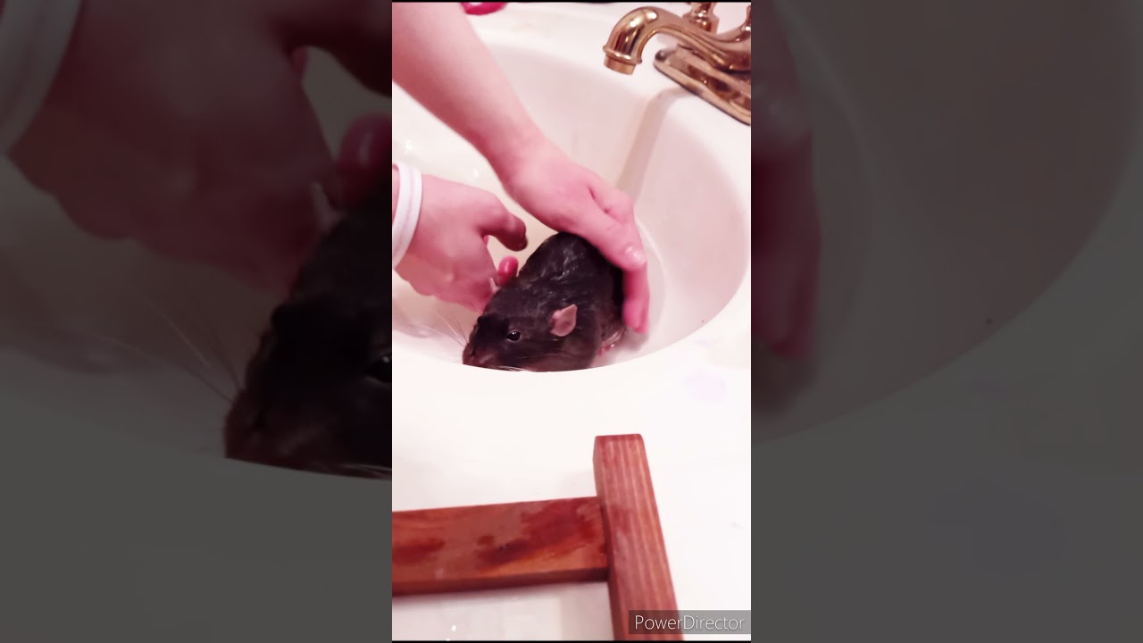 Rat bath