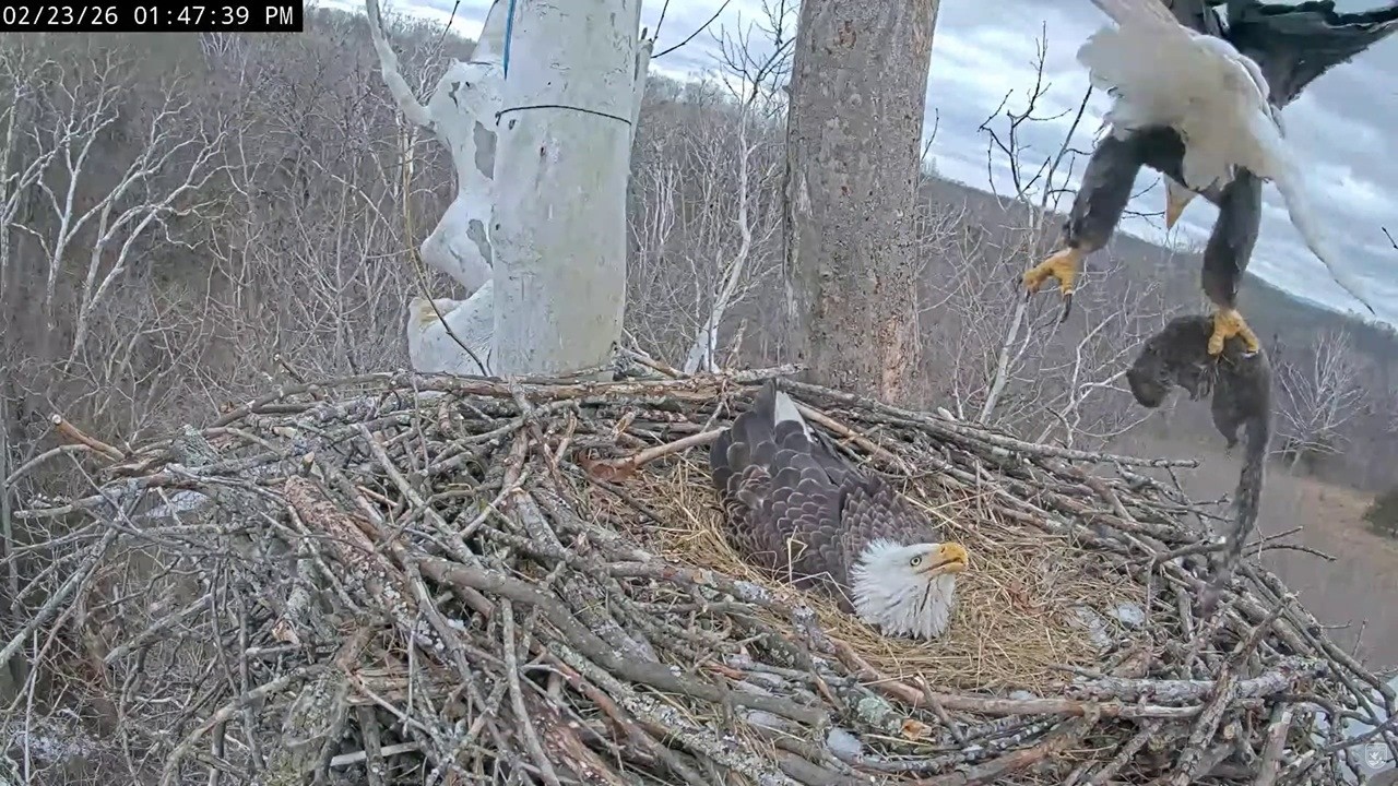 NCTC Eagle: Scout delivered a squirrel and the nest' material -- 2026 02 23