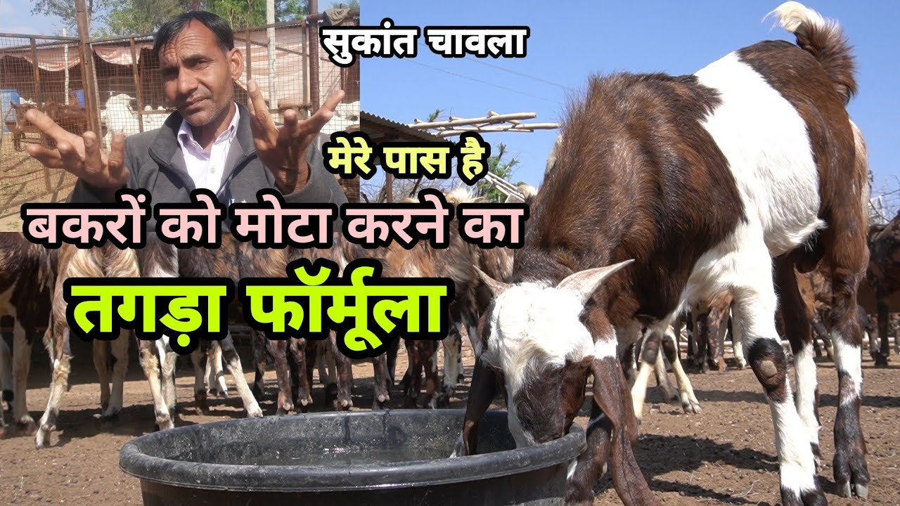 ये है देसी खुराक ईद के बकरों को मोटा करने की | bakro ko mota karne ka desi tareeka | sukant chawla