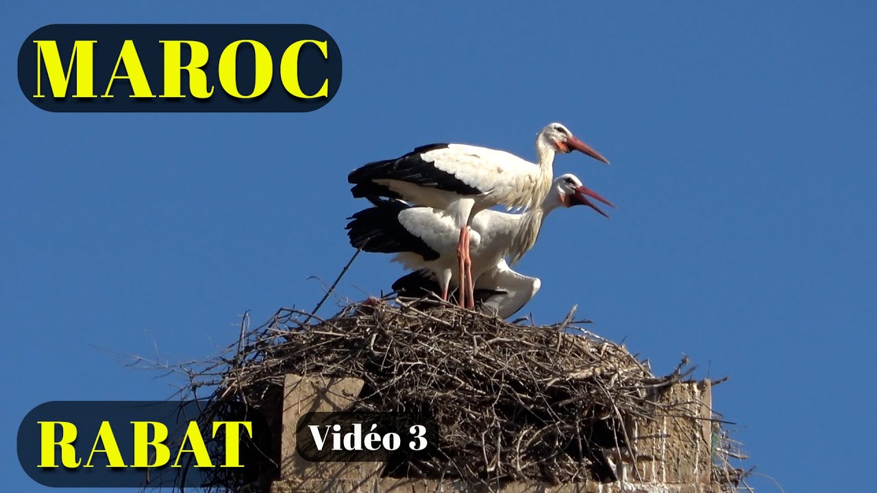 | MAROC | RABAT| vidéo 3 |  Novembre 2024