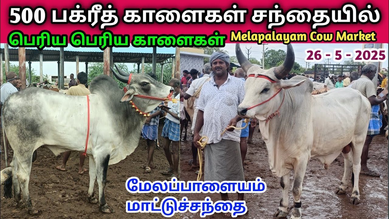 26 - 5 - 2025 | பக்ரீத் மாட்டுச்சந்தை | Melapalayam Cow Market | மேலப்பாளையம் மாட்டுச்சந்தை | Cow