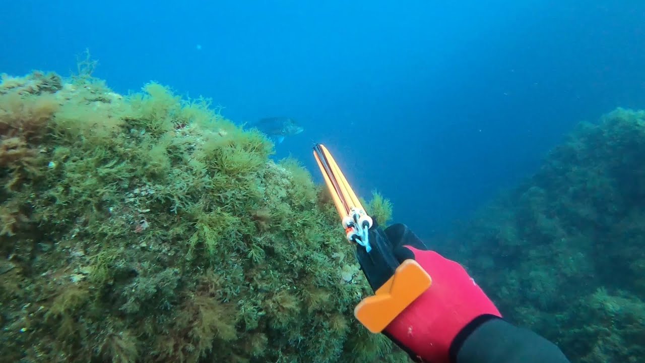 Chasse sous   Marine  ( Var  )  mois de Juin 2025