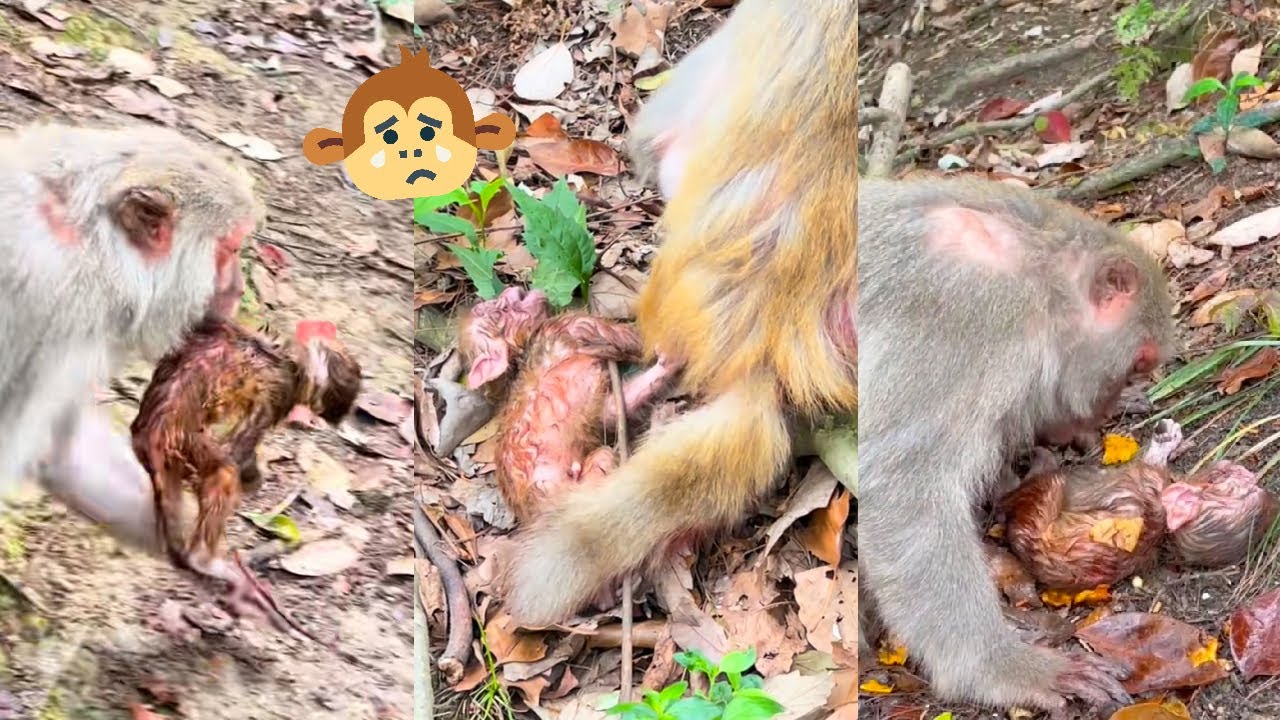 Poor baby monkeys, mother monkey please take good care of them.