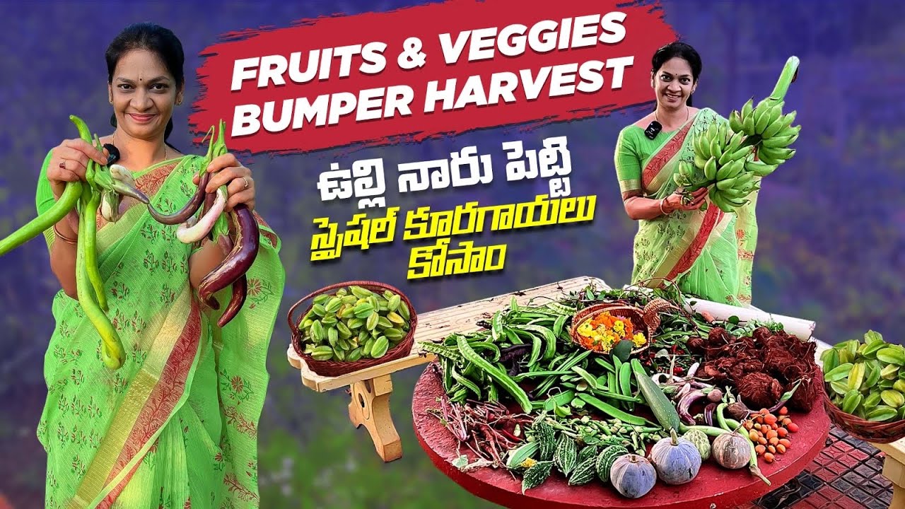 Bumper Harvest /ఇవాళ ఎన్ని రకాల పళ్ళు కూరగాయలు కోసామో చూడండి .. @MAD GARDENER