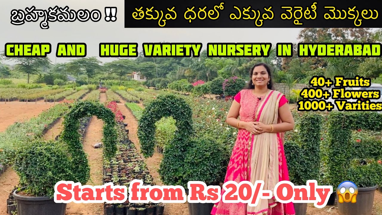 Wholesale nursery in Hyderabad | All plants & gardening items with rates అన్నిరకాల మొక్కలు లభించును