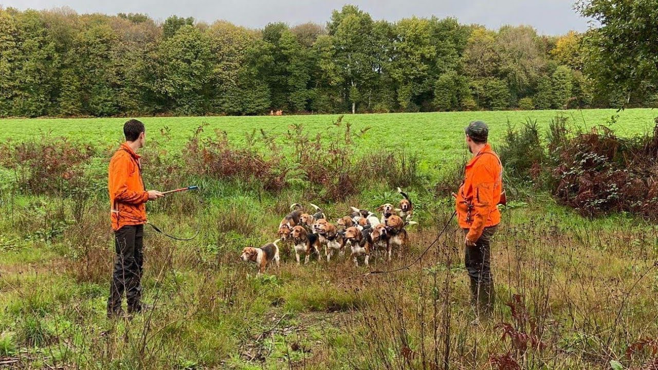 Chasse aux sangliers au coeur même de la Traque !!!! 2023
