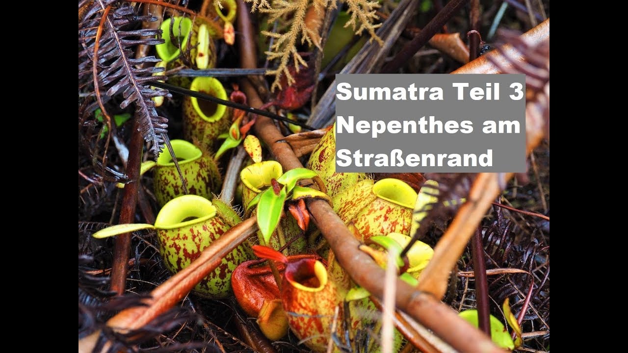 #36 Nepenthes auf Sumatra Teil 3 | Fleischfressende Pflanze | Karnivoren | Green Jaws