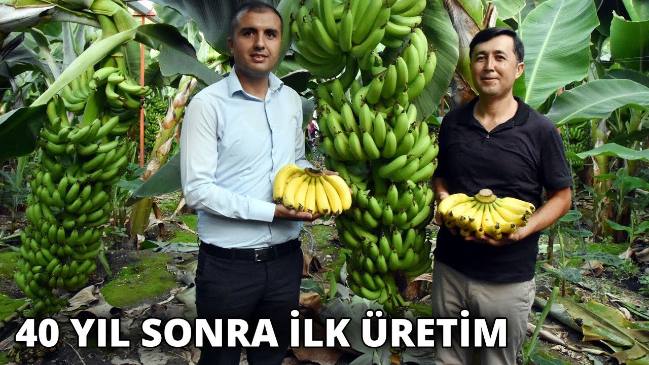 40 yıl aradan sonra ilk kez üretmeye başladılar... Tam 17 ton ürün elde ettiler