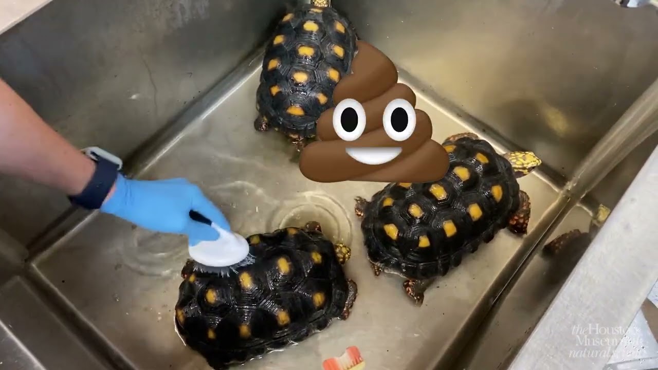 Giving Our Red Footed Tortoises a Bath!