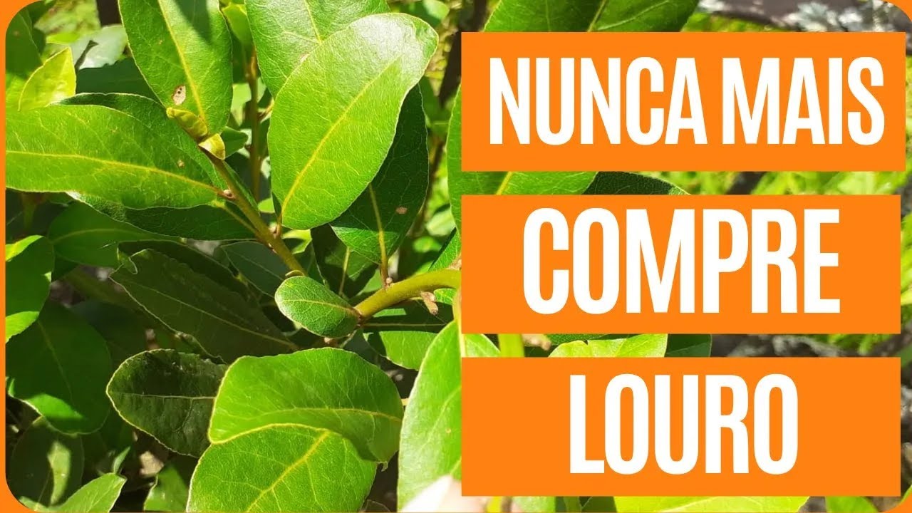 P&eacute; de Louro - Como plantar louro.
