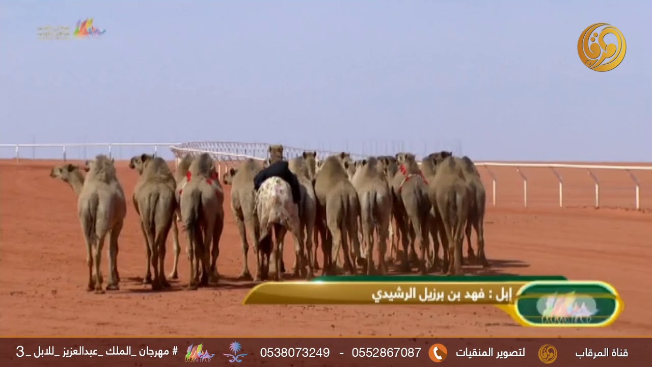 طبع الإبل اليوم الأول|| إبل فهد بن برزيل الرشيدي  #مهرجان_الملك_عبدالعزيز_للإبل