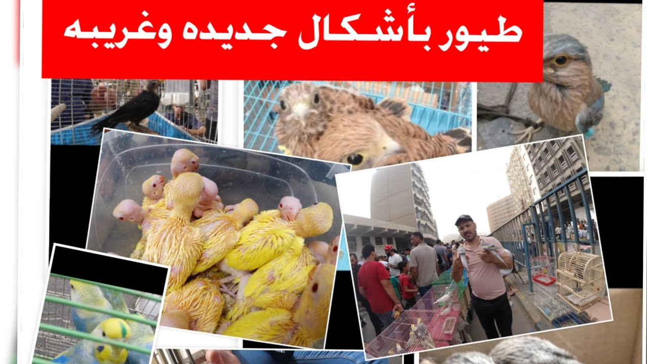 سوق الغزل هذا اليوم في بغداد 2023/05/26 اسعار طيور الزينه بمختلف انواعها
