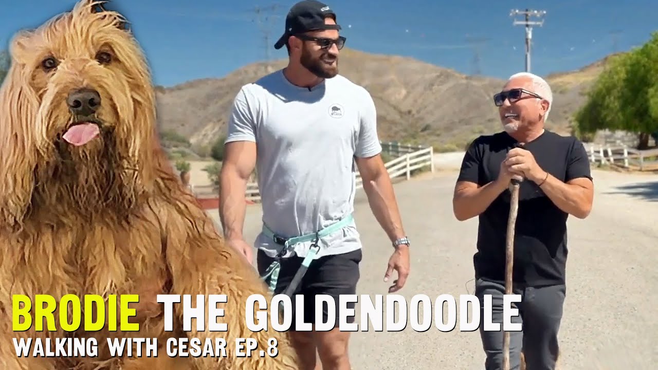 Walking With Cesar - Brodie the Goldendoodle - Ep. 8