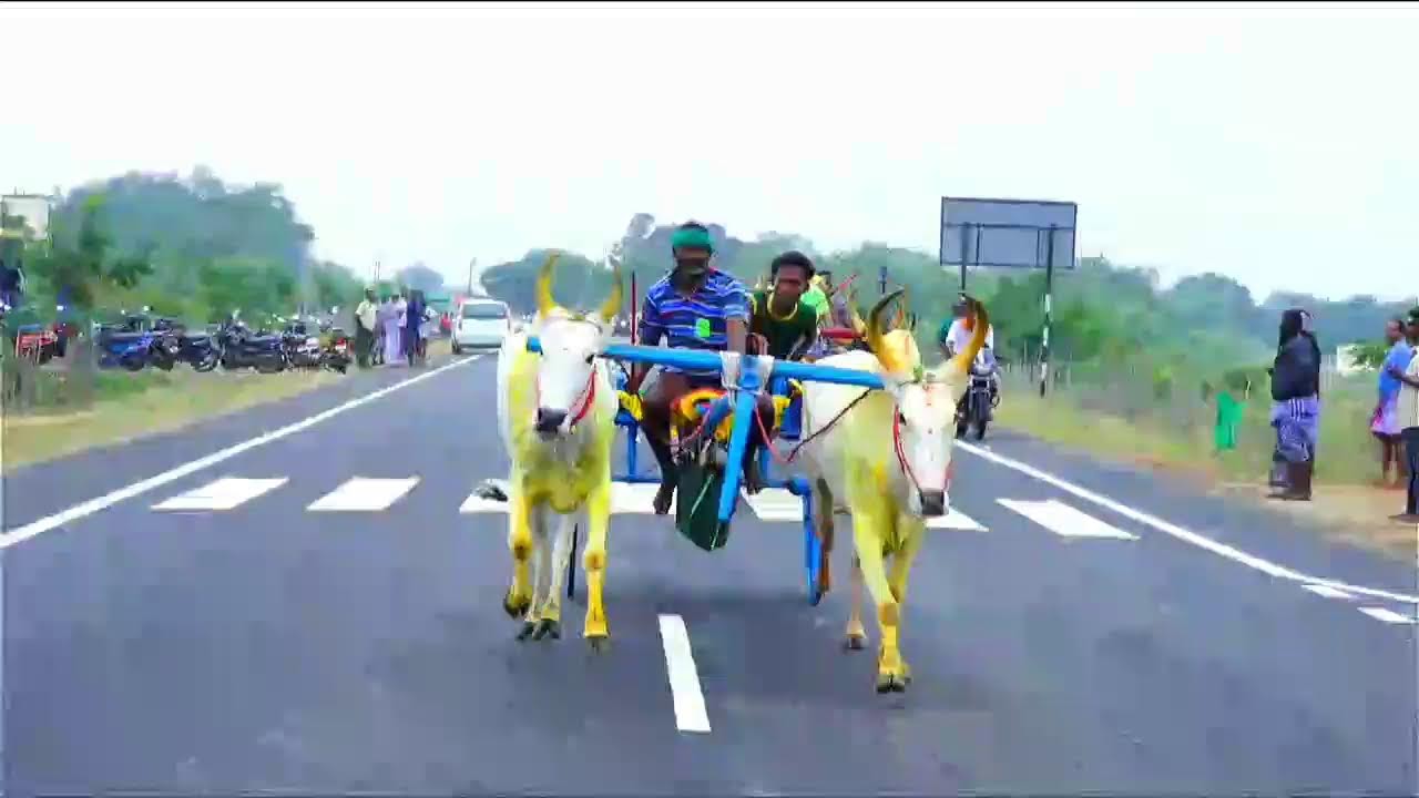 புதுக்கோட்டை மாவட்டம் பரளி சின்னமாடு நேரலை