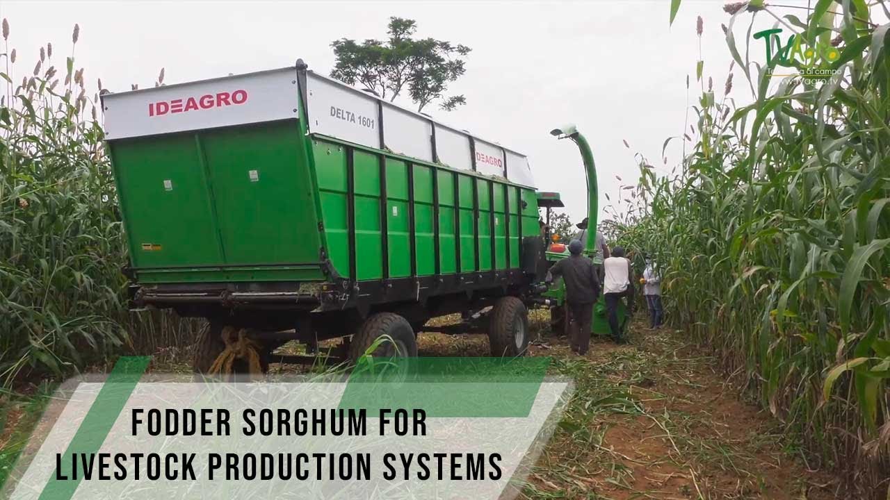 Fodder sorghum for livestock production systems