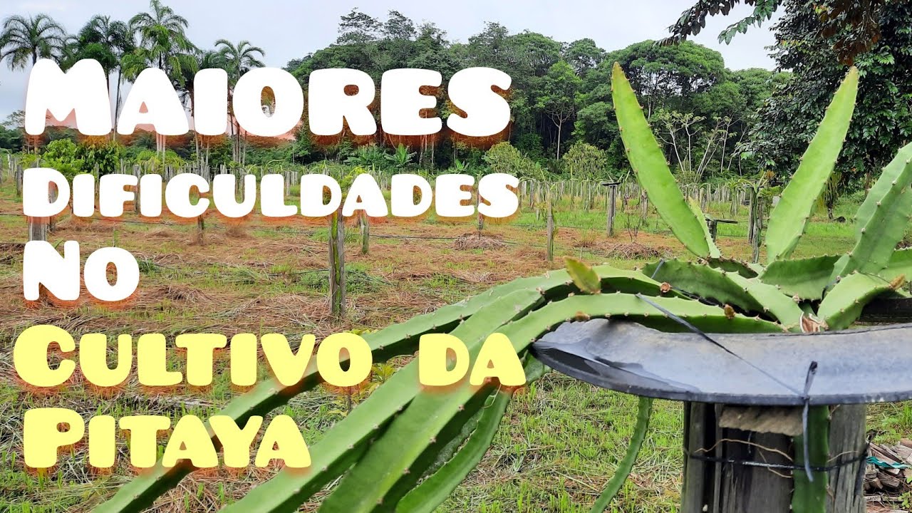 Maiores dificuldades em plantar pitayas