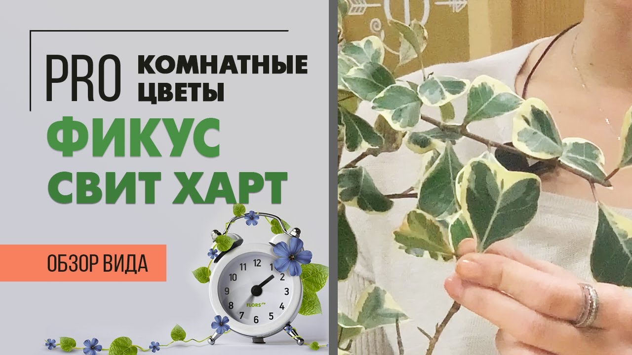 Фикус Триангуларис Свит Харт - листики сердечки | Самый декоративный фикус