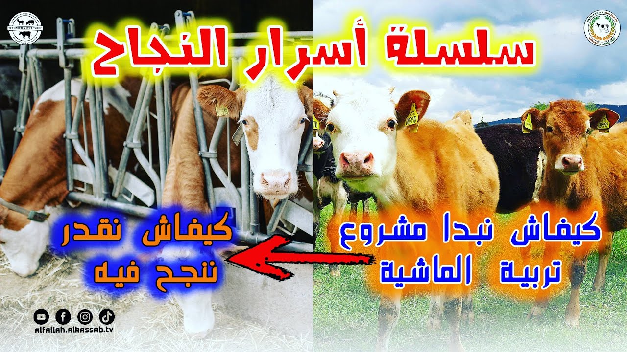 أسرار النجاح 01 || طريقة تأسيس مشروع مشروع تربية الماشية والنجاح في تطويره