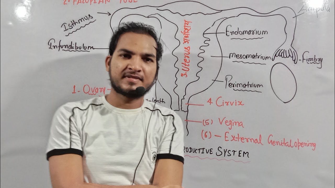 female reproductive system