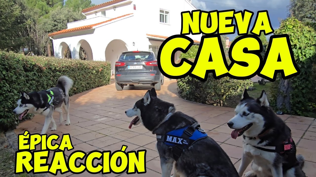¡REACCIONAN A NUESTRA NUEVA CASA! 🏠 La SORPRESA de Max, Bombón y Balto 