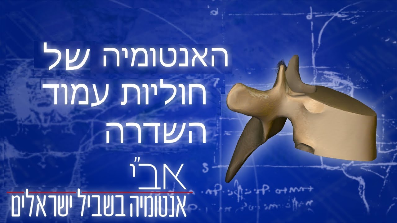 מבנה חוליה בעמוד השדרה