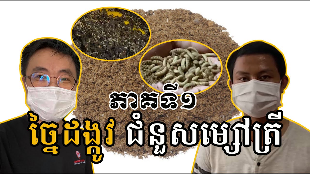 រុយនេះបង្កេីតជាដង្កូវ ដង្កូវបង្កេីតជាអាហារយកទៅផលិតចំណីសត្វ បែបនះទេីបសល់លុយ  093 61 51 02
