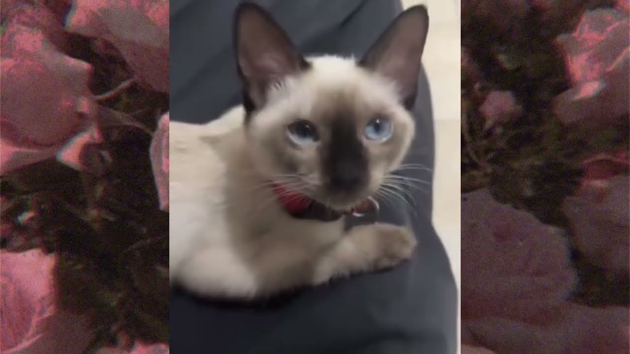 The Cutest Siamese Kitten Moments (Full Compilation)