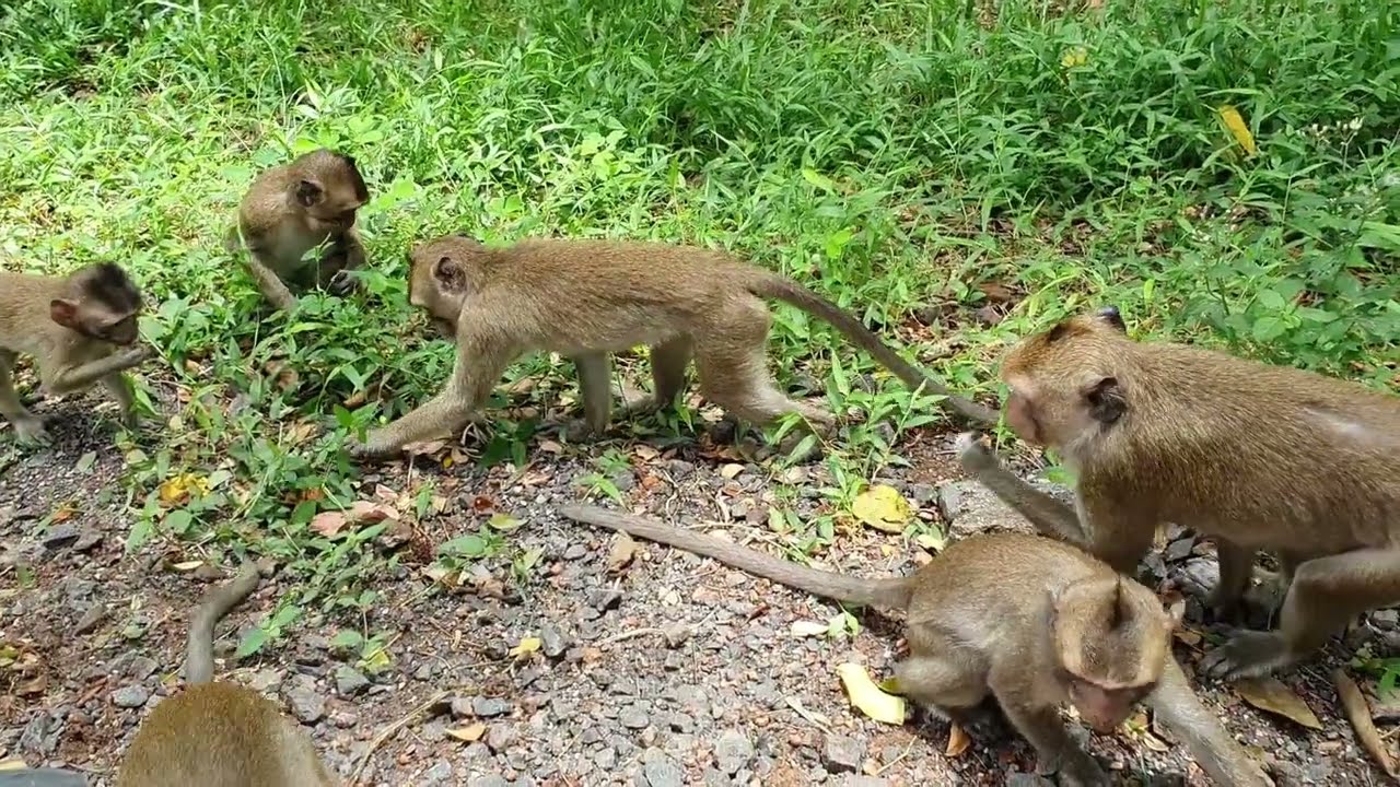 Feeding wild monkey Mohanokor group 🐒🐒 some peanut 🥜🥜