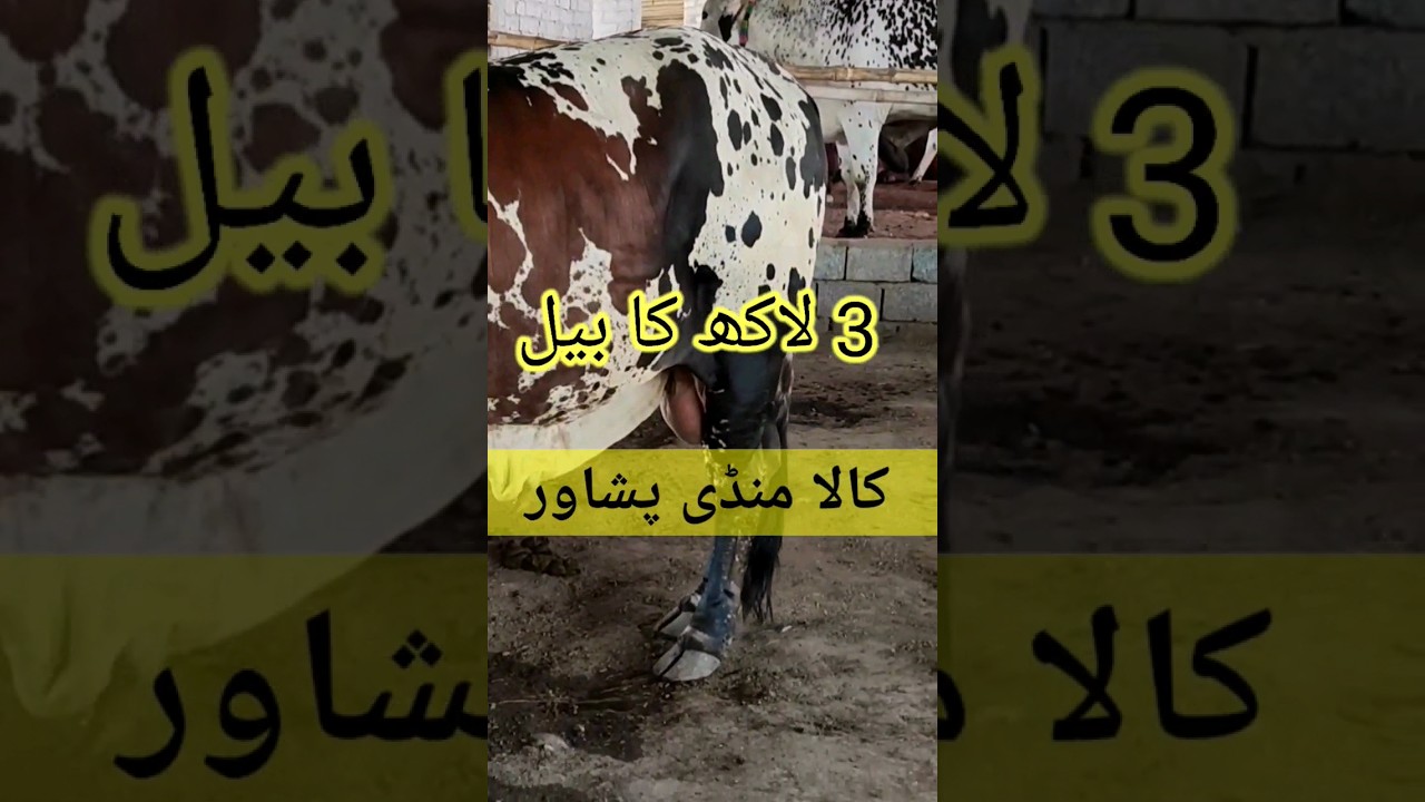 KALA MANDI Peshawar latest video 2023 #shorts