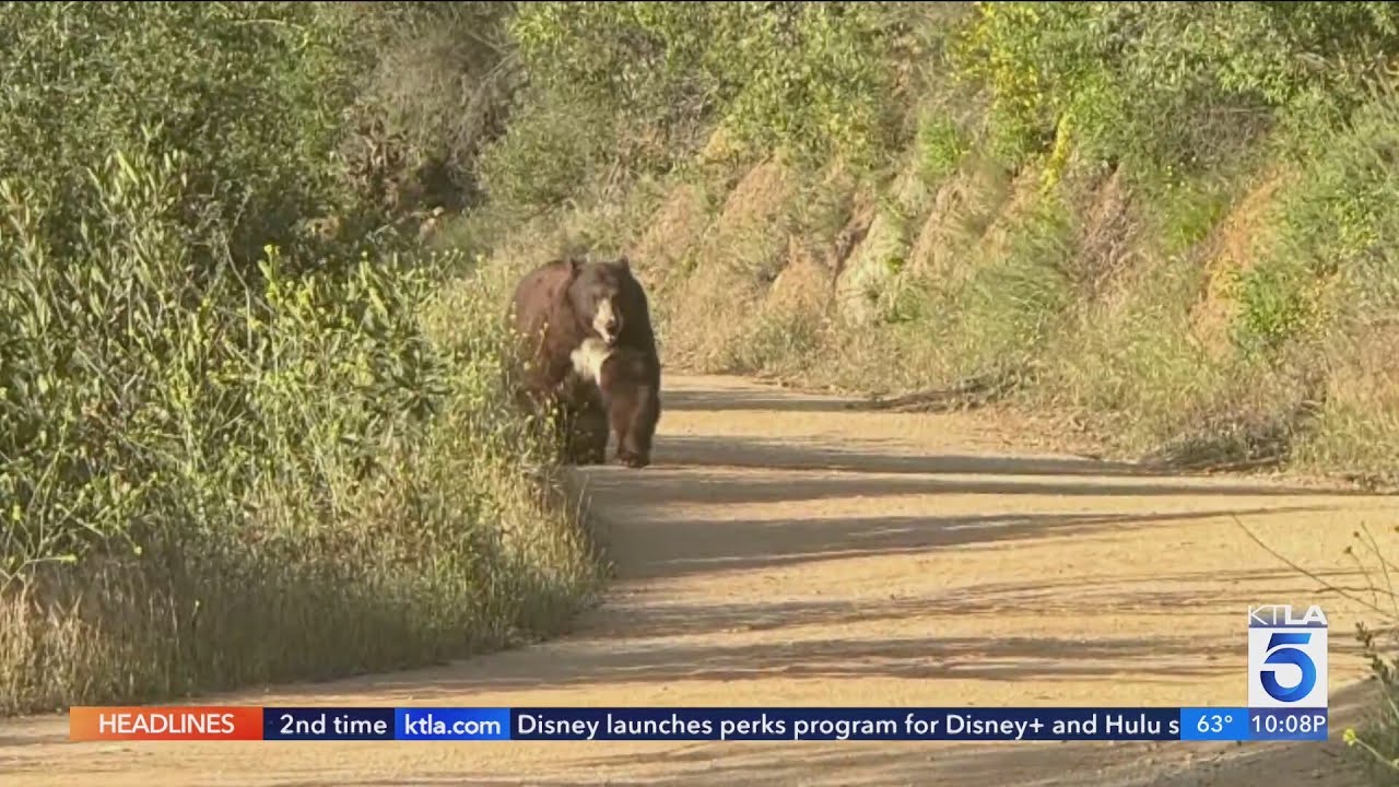 Bear spotted on popular Claremont hiking trail | Wild Animals SoCal