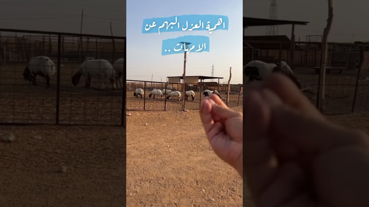 اهمية عزل البهم عن الام المرضع