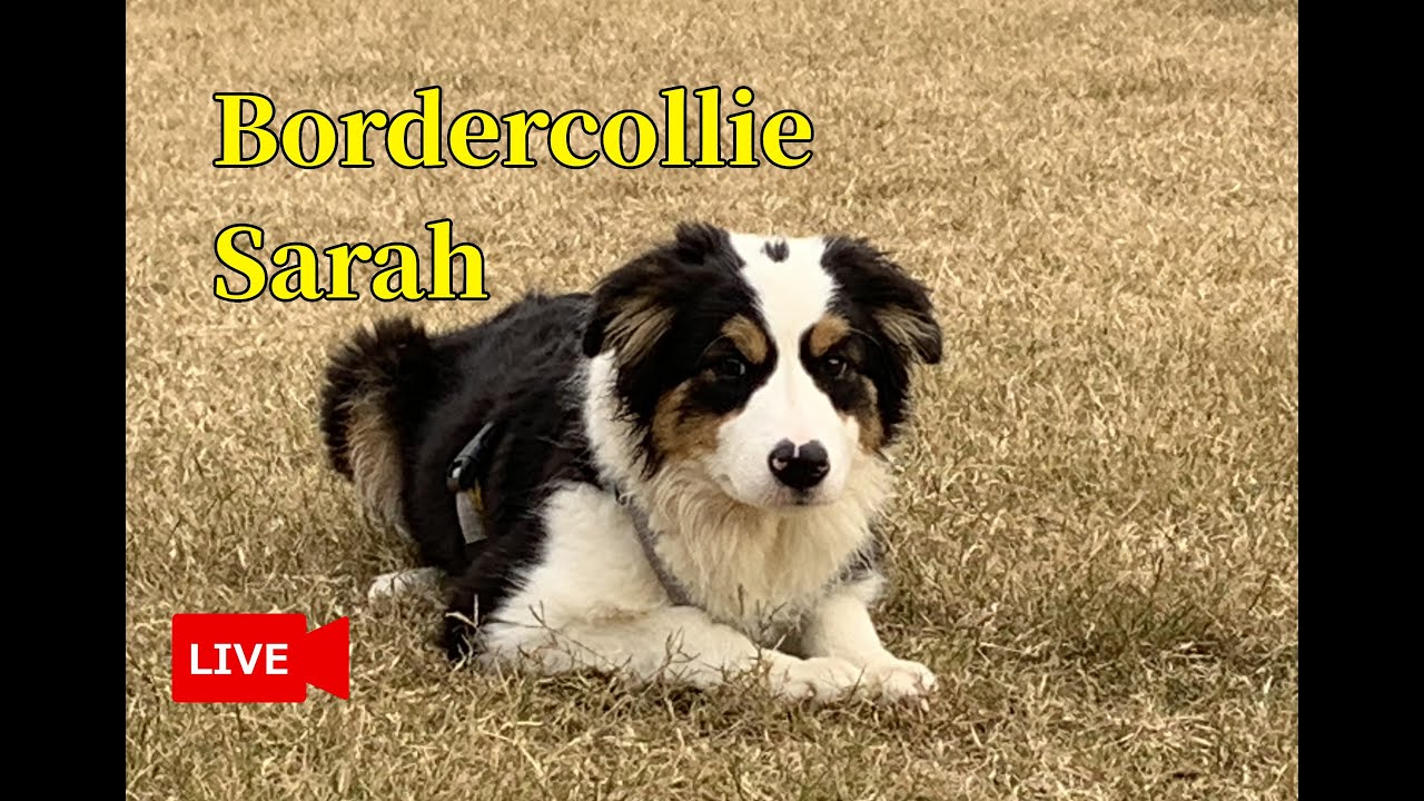 2026.3.10【できるだけ毎日配信】Bordercollie Sarah live stream ボーダーコリーのサラ LIVE配信