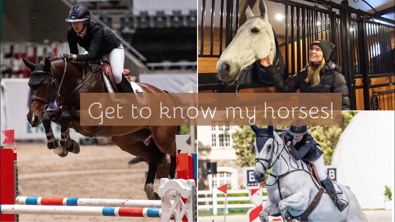 Get to know my showjumping horses!