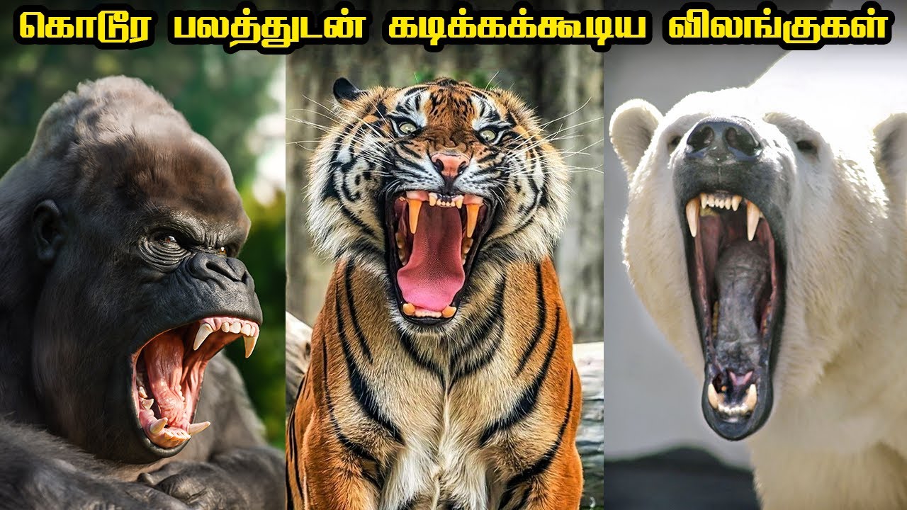 14 Strongest Animal Bite forces | கொடூர பலத்துடன் கடிக்ககூடிய விலங்குகள் | Savage Empire