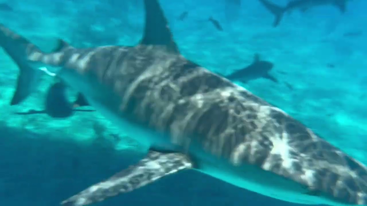 Swimming with Sharks without a CAGE! - Cruise Port Snorkeling - Bimini Bahamas