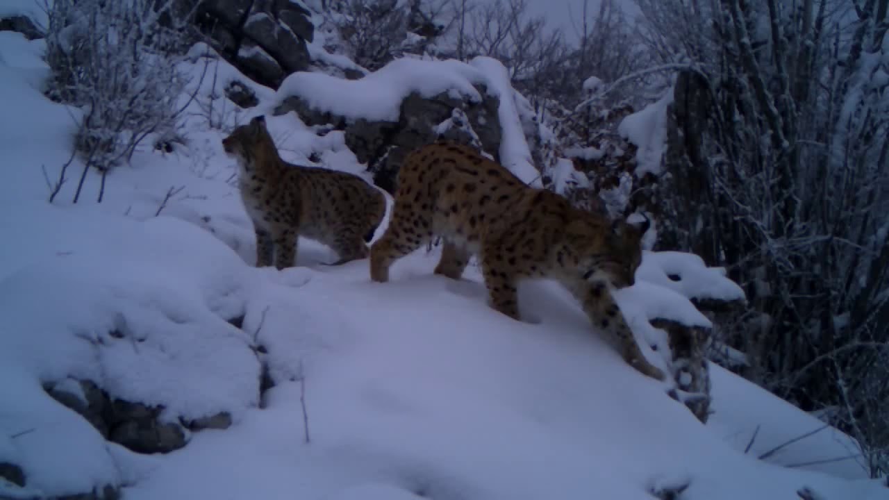 Croatian wildlife