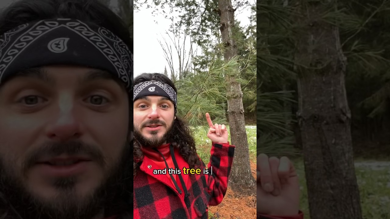 Pine, Fir, Spruce or Cedar? Quick ID #shorts #trees #nature