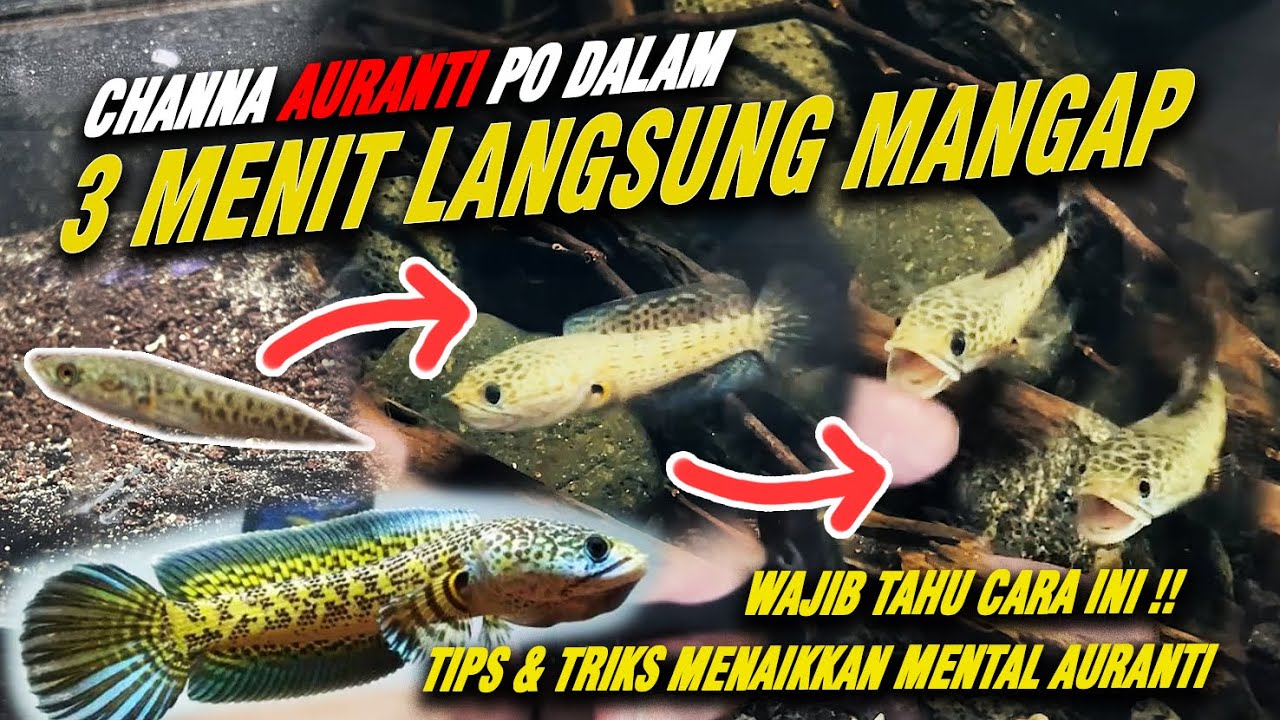 AURANTI PO DALAM 3 MENIT LANGSUNG MANGAP !!! WAJIB TAHU RAHASIA TREATMEN, TIPS&TRIKS MENTAL AURANTI