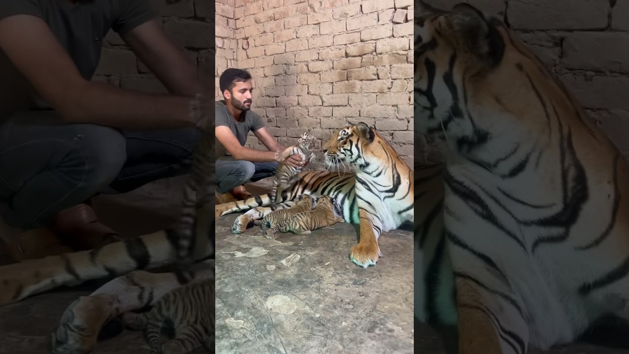 Episode 456: Angry tiger cub with mom and me 😱🐯✌️